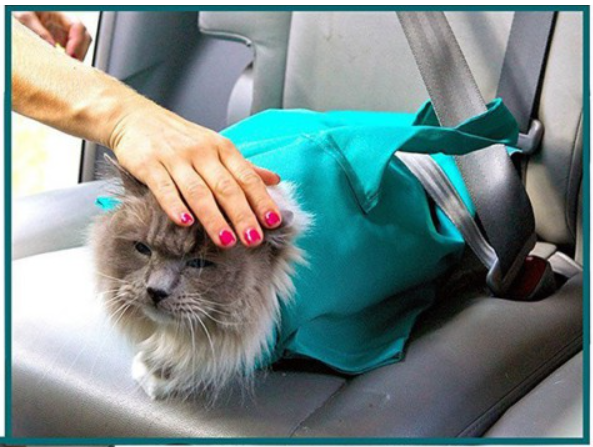 Travel and Care Bag for Cats