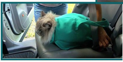 Travel and Care Bag for Cats