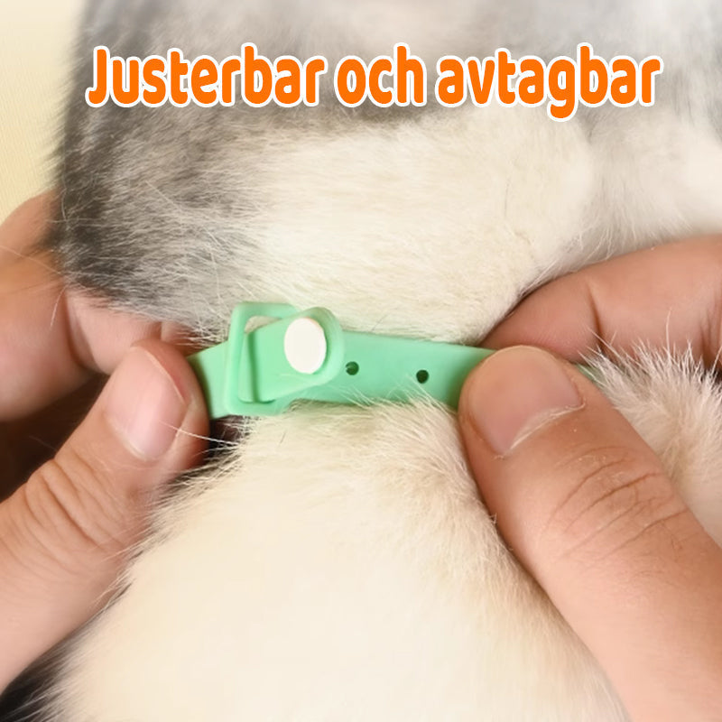 Buy One Get One Free | Keep Your Cat Active and Entertained All Day