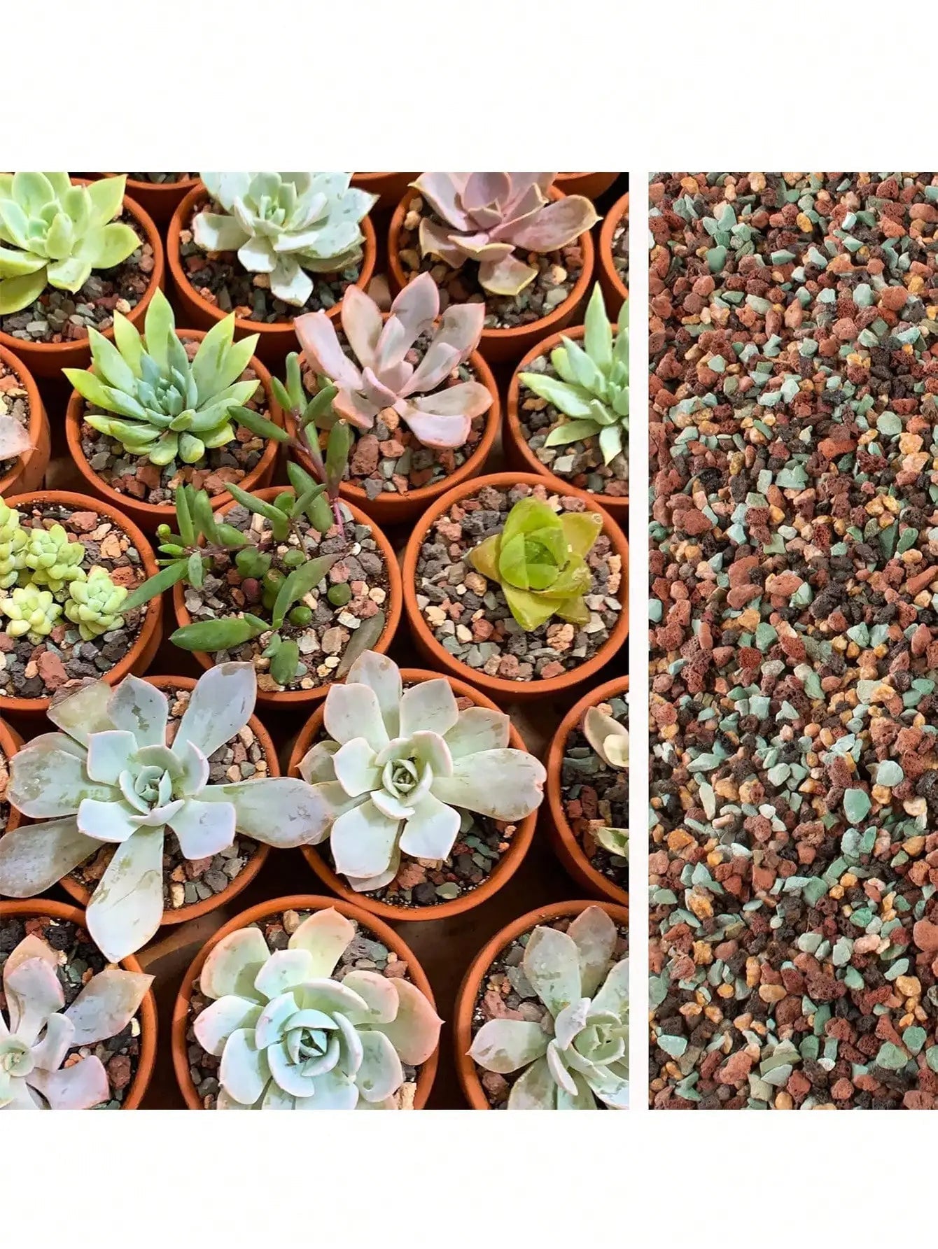 Green Lava Granulate Mix for Succulents & Bonsai - Drainage System | 100g–800g