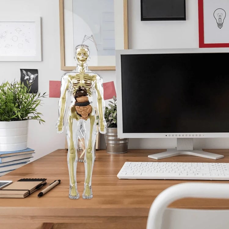 Interactive 3D Human Anatomy Model for Learning & Teaching