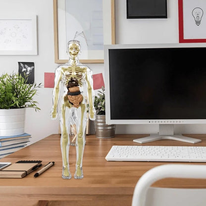 Interactive 3D Human Anatomy Model for Learning & Teaching