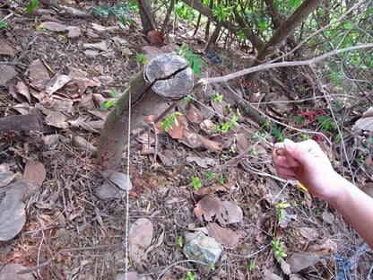 Get 2 Additional Free | Cuts Thick Branches Easily Outdoors