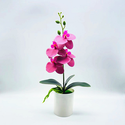Effortless Elegance with Realistic, Low-Maintenance Orchids