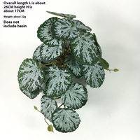 Green Begonia