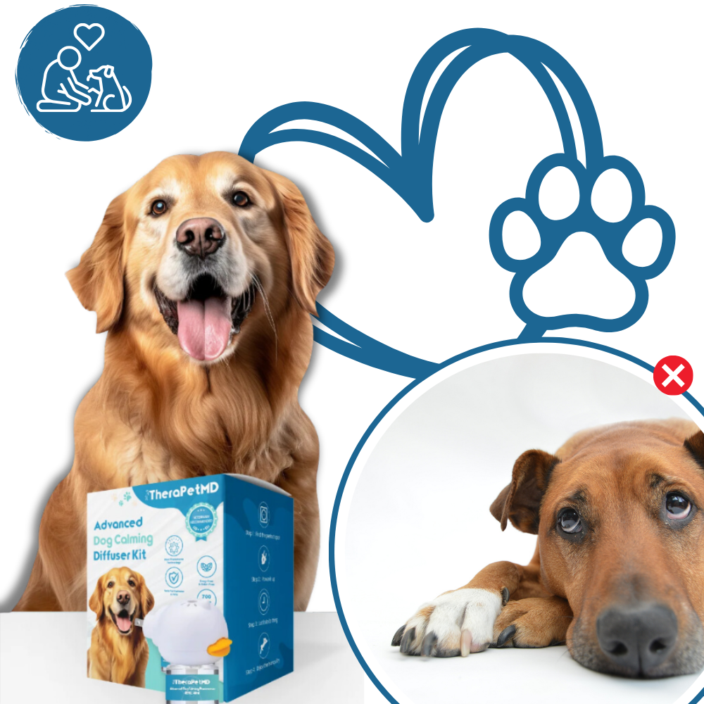 Pet Anxiety Relief Solutions