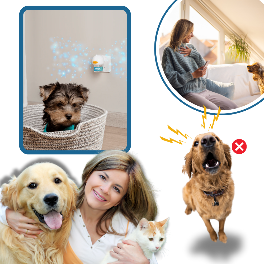Pet Anxiety Relief Solutions