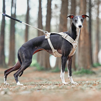 Multi-Functional Leash and Anti-Pull Dog Harness in AquaCool Design