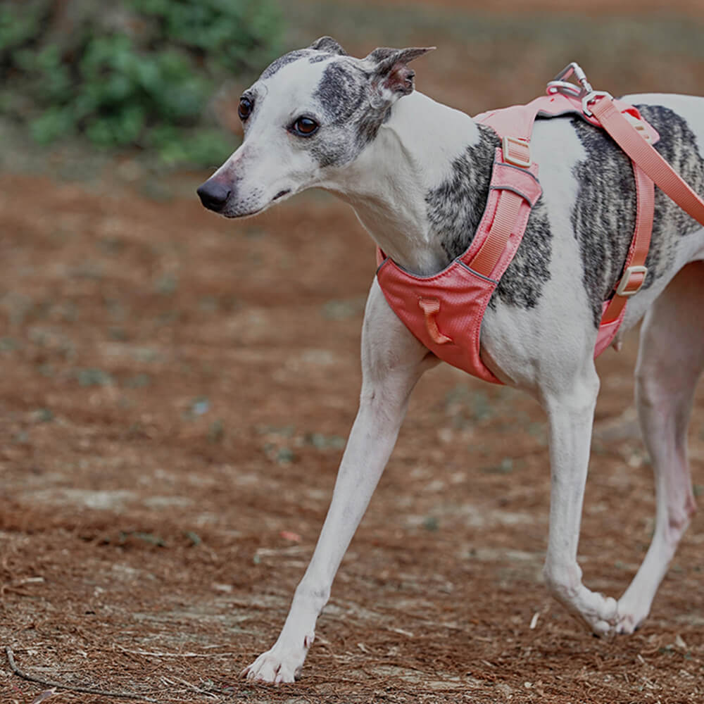Multi-Functional Leash and Anti-Pull Dog Harness in AquaCool Design