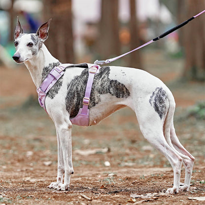 Multi-Functional Leash and Anti-Pull Dog Harness in AquaCool Design