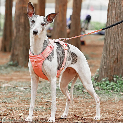 Multi-Functional Leash and Anti-Pull Dog Harness in AquaCool Design