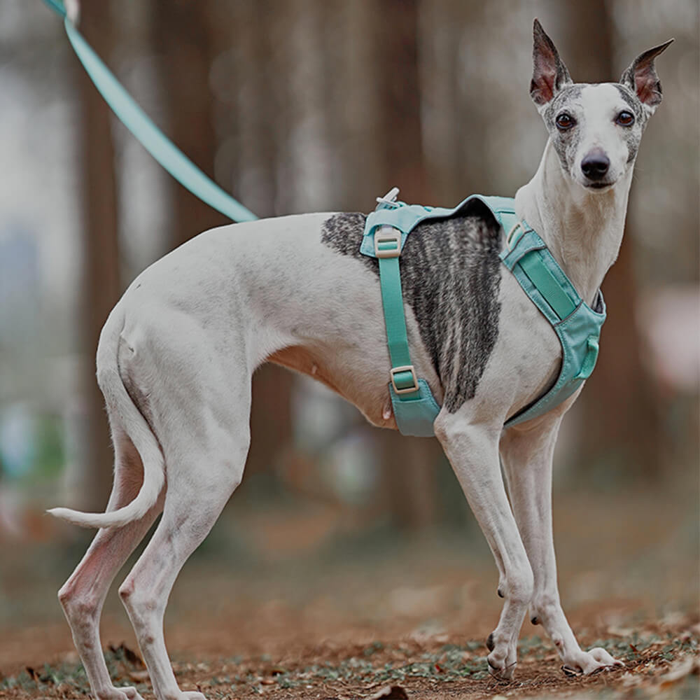 Multi-Functional Leash and Anti-Pull Dog Harness in AquaCool Design