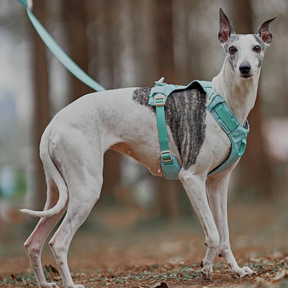 Multi-Functional Leash and Anti-Pull Dog Harness in AquaCool Design