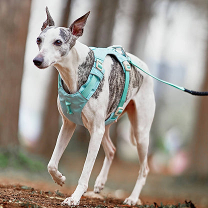 Multi-Functional Leash and Anti-Pull Dog Harness in AquaCool Design