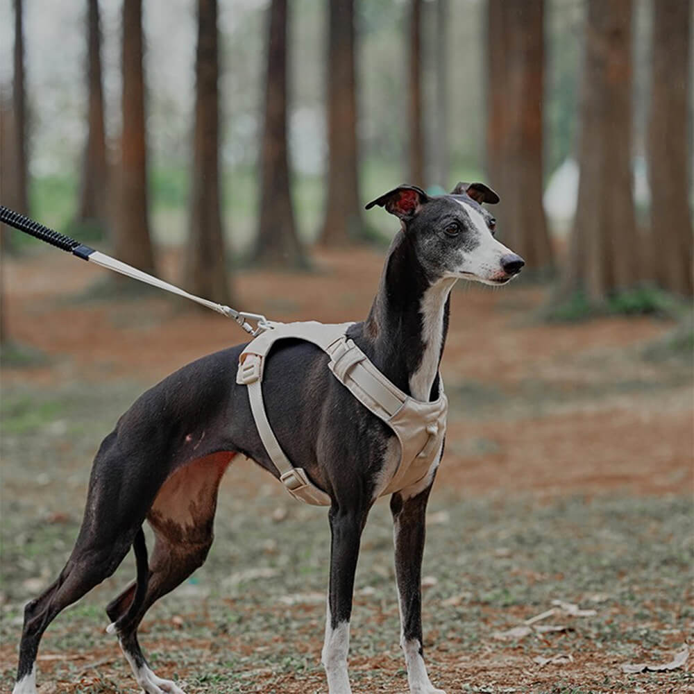 Multi-Functional Leash and Anti-Pull Dog Harness in AquaCool Design