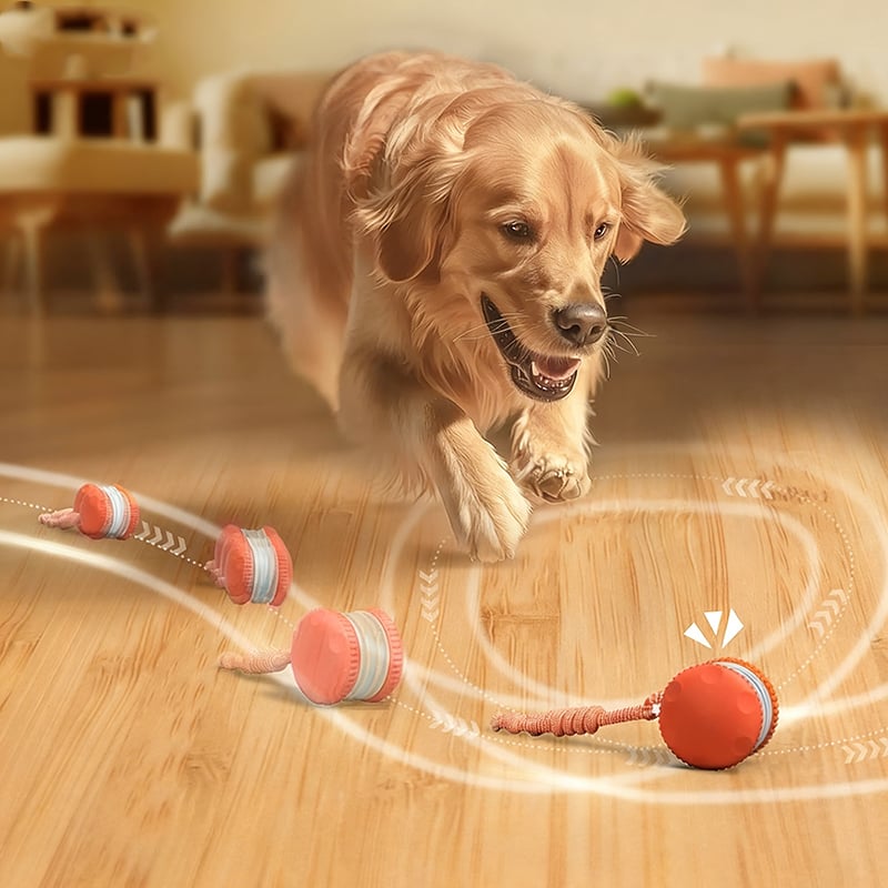 Keep Dogs Active, Engaged, and Happy All Day Long