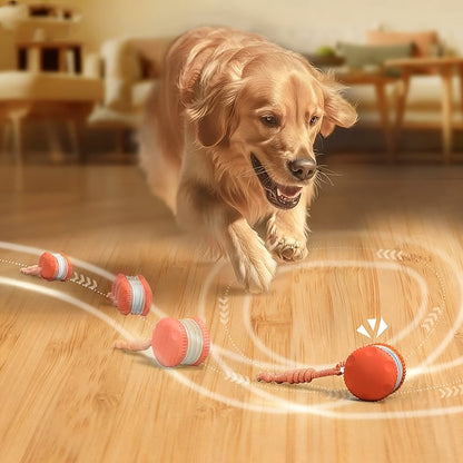 Keep Dogs Active, Engaged, and Happy All Day Long