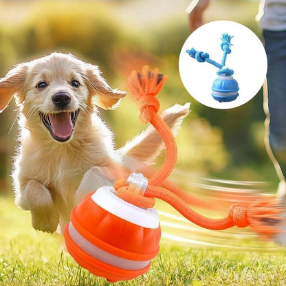 Keep Your Dog Mentally Engaged and Energetically Happy