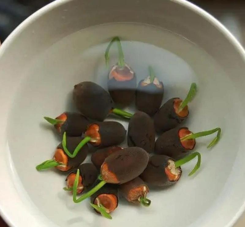 Bonsai Water Garden Seeds for Balcony and Pond