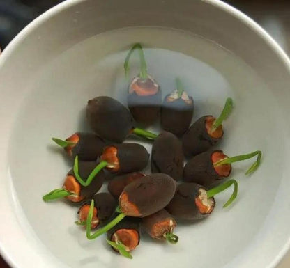 Bonsai Water Garden Seeds for Balcony and Pond