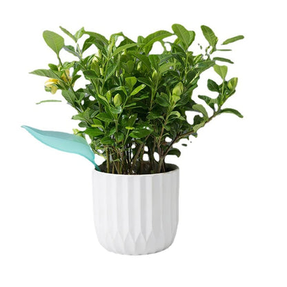 Clean Watering for Aquatic Plants Without Spills or Mess Every Time