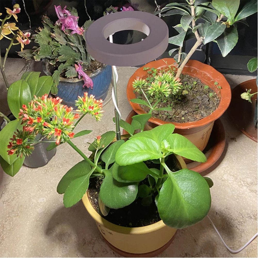 Keep Your Houseplants Healthy and Lively Year-Round