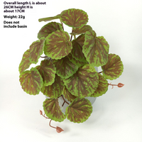 Begonia