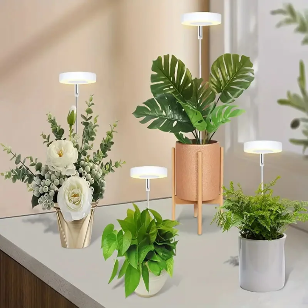 Keep Your Houseplants Healthy and Lively Year-Round