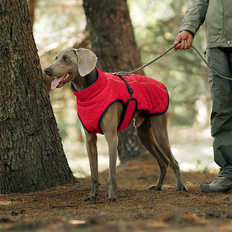 Keep Your Dog Warm and Visible During Every Walk