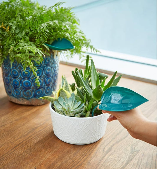 Clean Watering for Aquatic Plants Without Spills or Mess Every Time