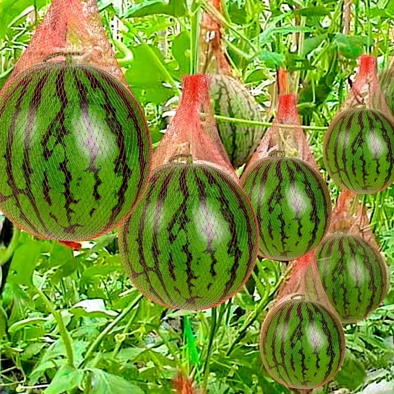 100-Pack Garden Netting | Durable Fruit Net | 30 cm | Ideal for Melons