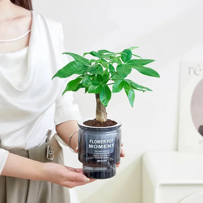 Effortless Watering System for Succulents - Aqua Planter