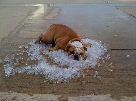Keeps Your Dog Cool, Calm, and Comfortable All Day