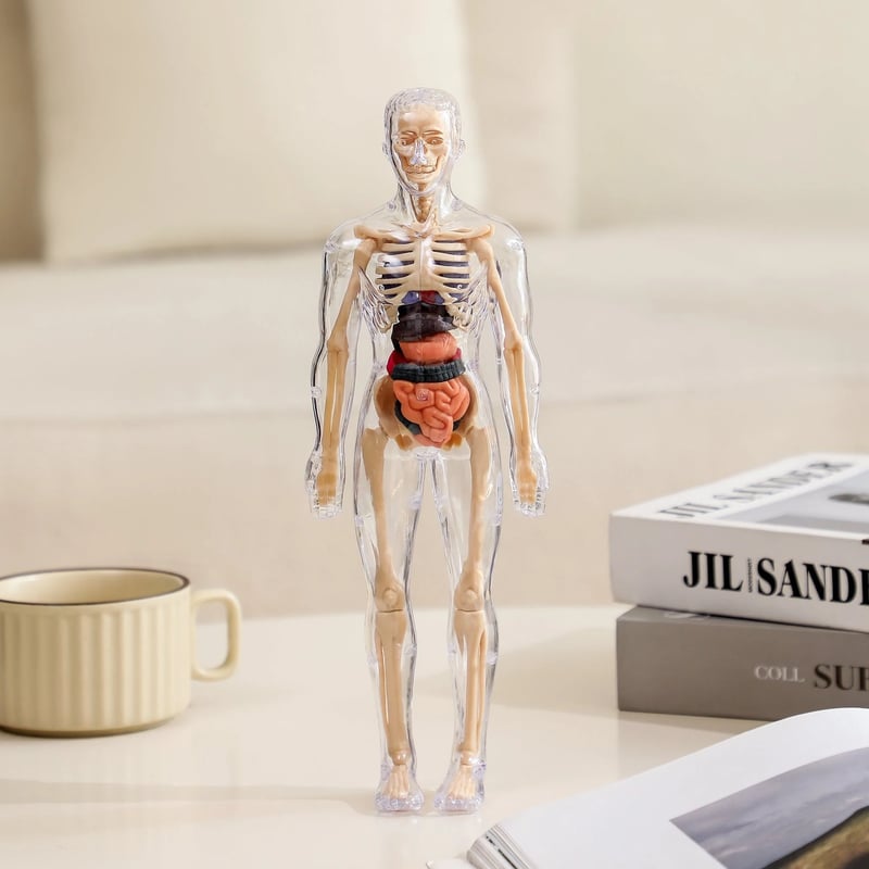 Interactive 3D Human Anatomy Model for Learning & Teaching