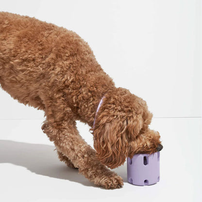Enhance Your Dog's Energy, Dental Health, and Happiness