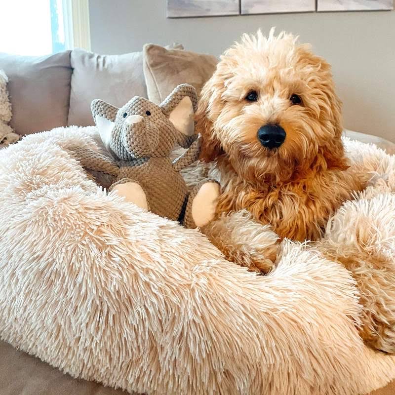 Dog Bed for Relaxation and Comfort