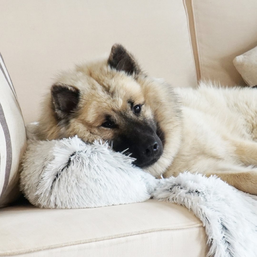 Washable, Warm, and Waterproof Autumn Cushion for Your Dog