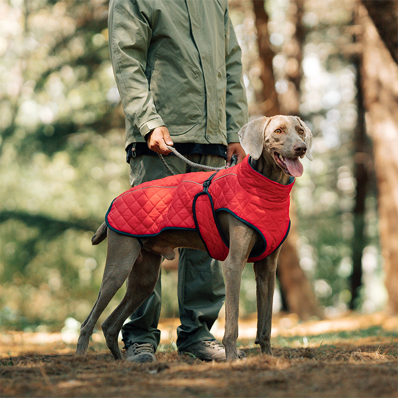 Keep Your Dog Warm and Visible During Every Walk