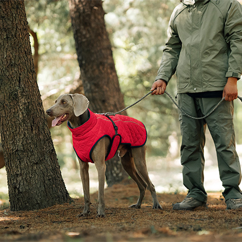 Keep Your Dog Warm and Visible During Every Walk