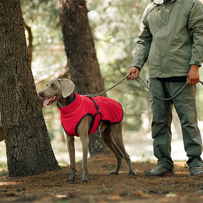 Keep Your Dog Warm and Visible During Every Walk