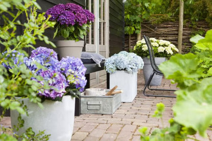 Forever Lively Flowers Without Maintenance - Hydrangea Decoration