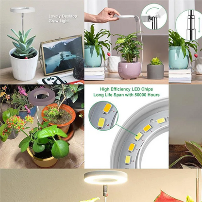 Keep Your Houseplants Healthy and Lively Year-Round