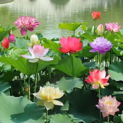 Bonsai Water Garden Seeds for Balcony and Pond