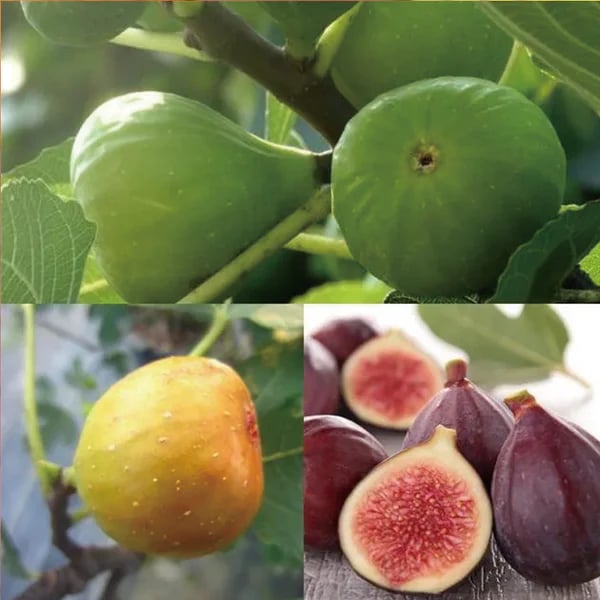 Evergreen Fig Tree Seeds - Easy to Grow & Productive