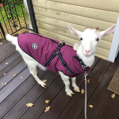 All-Weather Dog Coat with Built-in Safety Harness for Winter