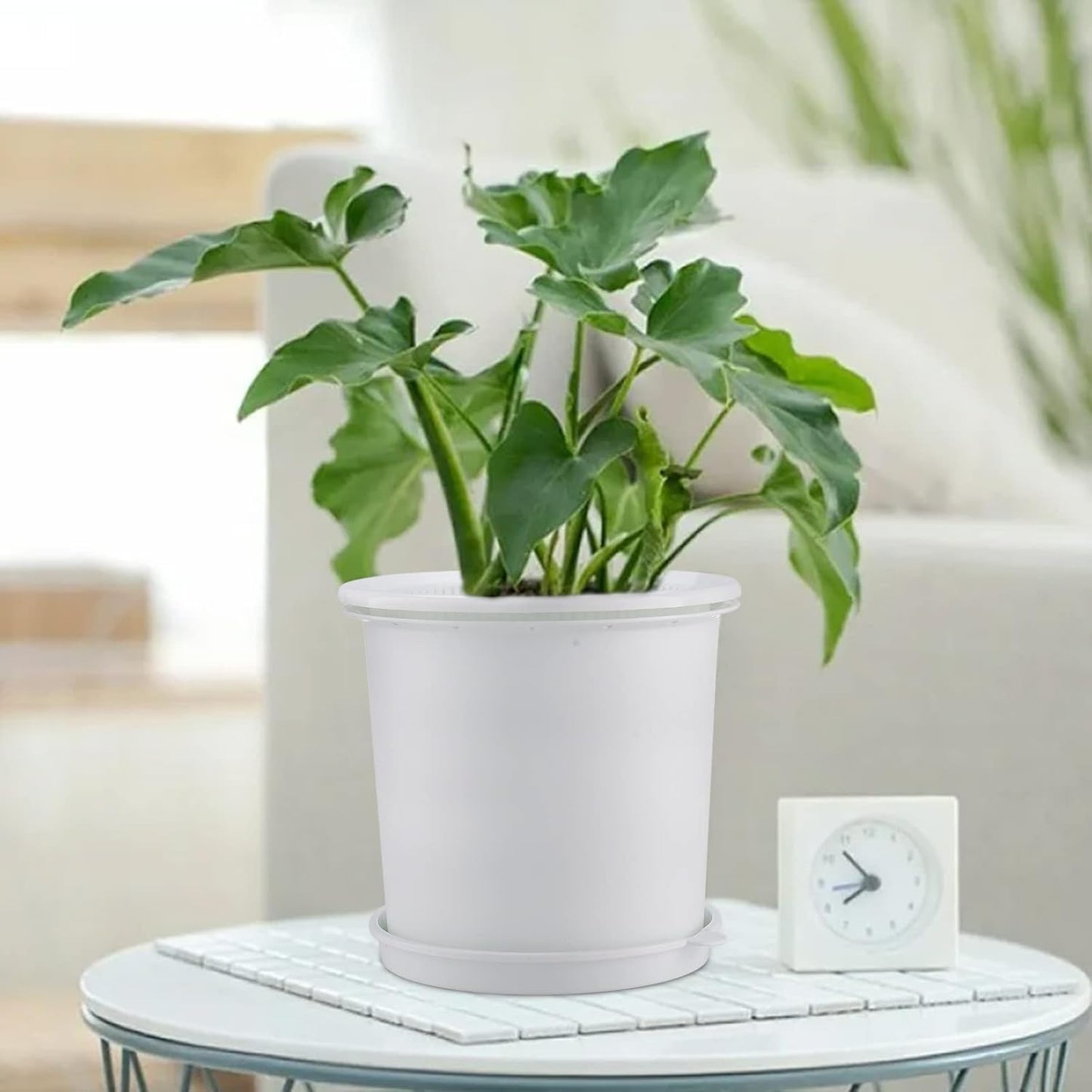 Promote Strong, Healthy Roots for Vibrant Plant Growth