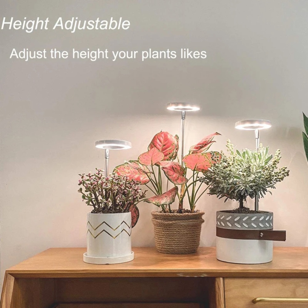 Keep Your Houseplants Healthy and Lively Year-Round