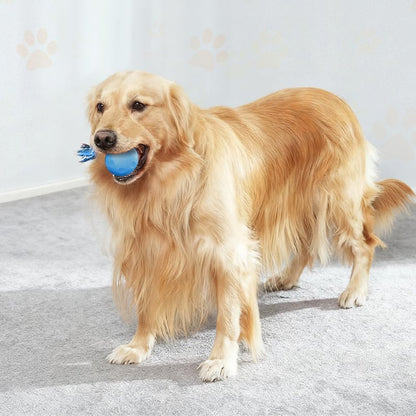 Keep Dogs Active, Engaged, and Happy All Day Long