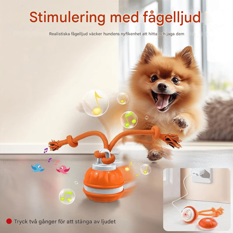 Keep Your Dog Mentally Engaged and Energetically Happy