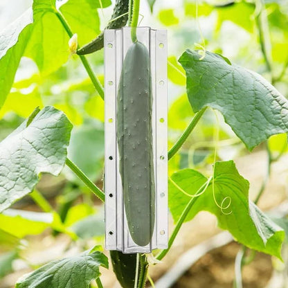 Buy One Get One Free | Grow Fun-Shaped Cucumbers to Impress